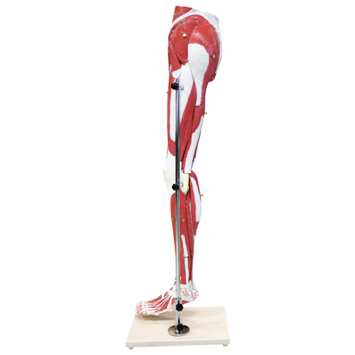 Walter Products Muscles of Human Leg Model