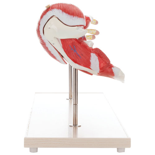 Walter Products Muscles of Human Arm Model