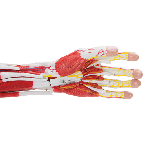 Walter Products Muscles of Human Arm Model