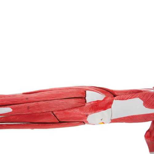 Walter Products Muscles of Human Arm Model