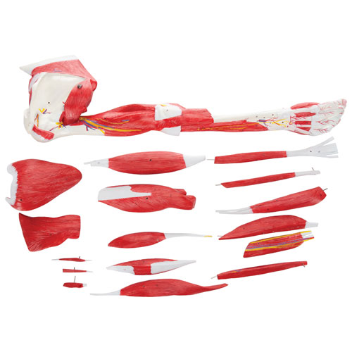 Walter Products Muscles of Human Arm Model