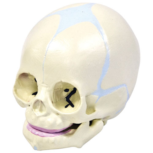Walter Products 14 x 9 x 9cm Human Fetal Skull Model