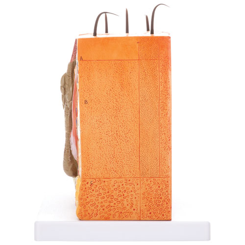 Walter Products Skin Model