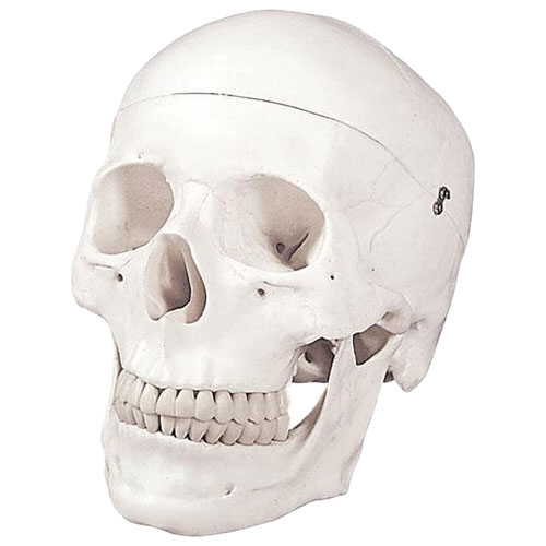 Walter Products 15 x 23 x 15cm Classic Human Skull Model