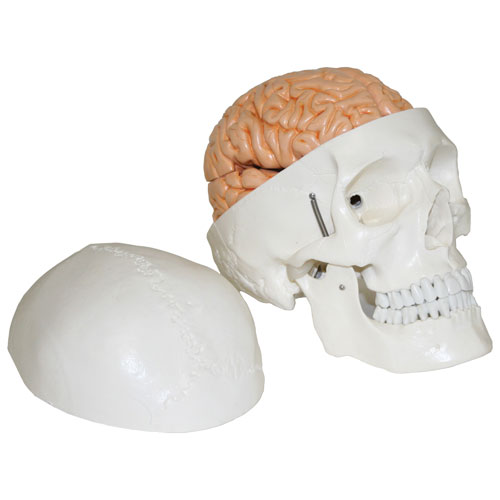 Modèle de crâne humain de 15 x 23 x 15 cm avec cerveau de Walter Products