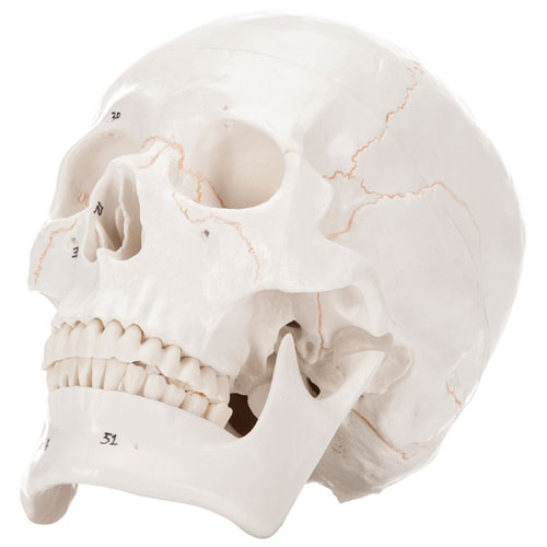 Walter Products 14 x 16 x 20cm Human Skull Model with Numerical Markings - 3 Parts