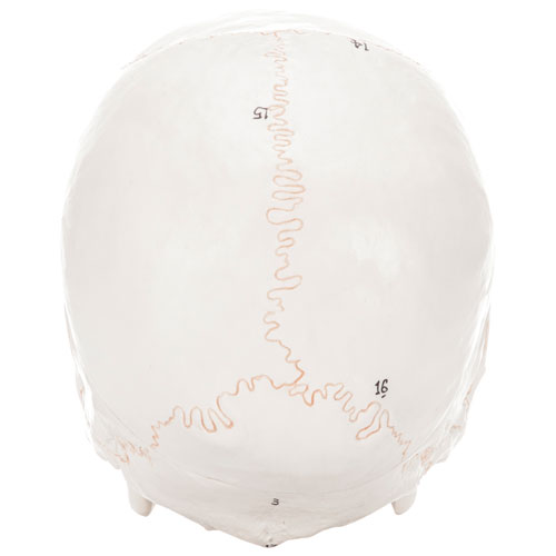 Walter Products 14 x 16 x 20cm Human Skull Model with Numerical Markings - 3 Parts