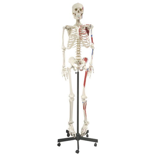 Demi-squelette humain démonté