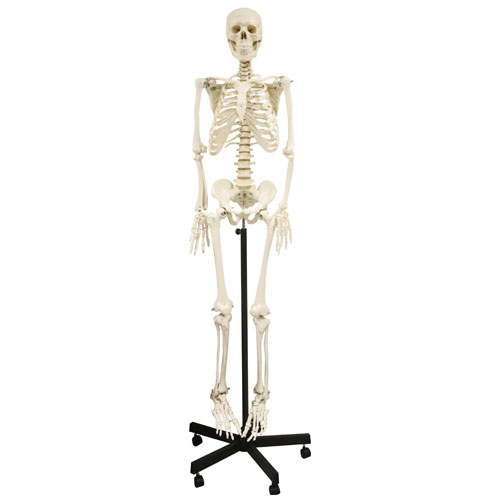 Walter Products Full-Size Human Skeleton with Stand