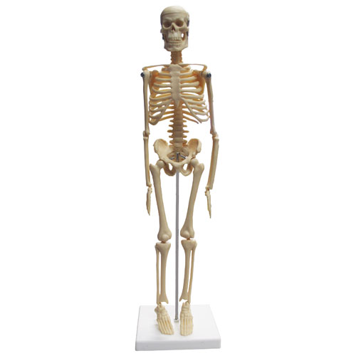 Walter Products Desktop Skeleton Model