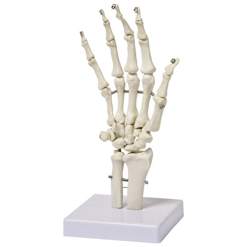 Walter Products Hand Skeleton Model