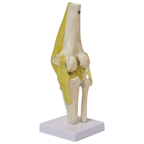 Walter Products Life-Size Knee Joint Model