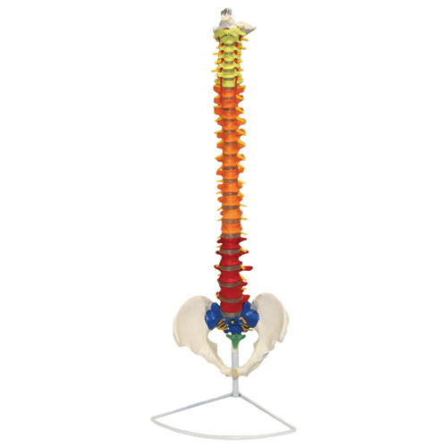 Walter Products Flexible Life-Size Human Spinal Column Model with Colour Coded Regions