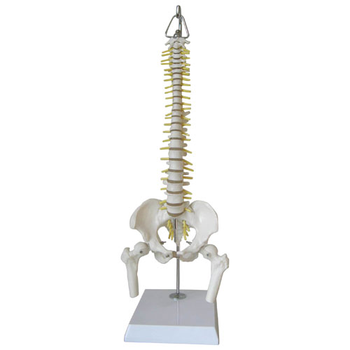 Walter Products Flexible Mini Human Spinal Column Model