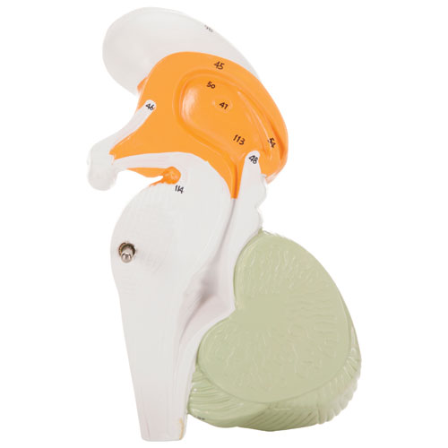 Modèle de cerveau humain avec code de couleur de Walter Products