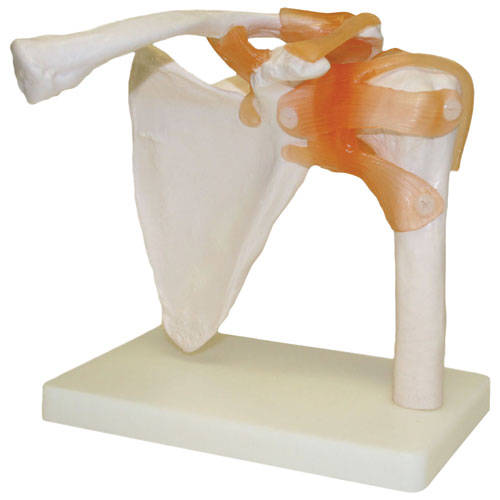 Walter Products Shoulder Joint Model