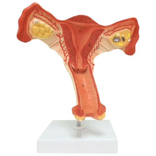 Walter Products Female Internal Reproductive Organ Model