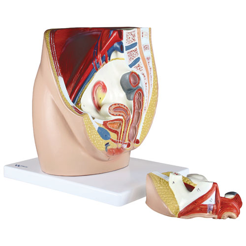 Walter Products Almost Life-Size Female Pelvis Model - 3 Parts