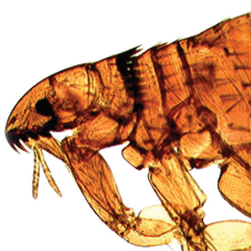 Walter Products Small Organisms Prepared Slide Set - 15 Piece