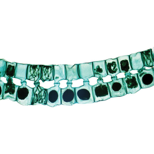 Ensemble de lames préparées pour introduction à la biologie de Walter Products - 15 pièces