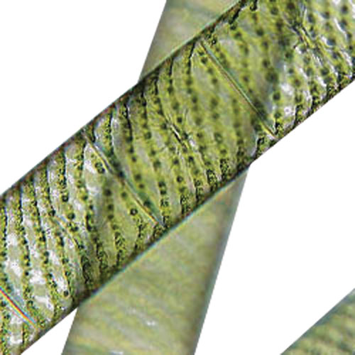 Ensemble de lames préparées du monde microbien de Walter Products - 15 pièces