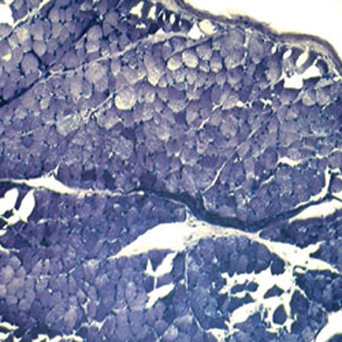 Walter Products Basic Zoology Prepared Slide Set - 15 Piece