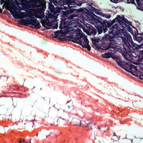 Walter Products Mammalian Physiology Prepared Slide Set - 15 Piece