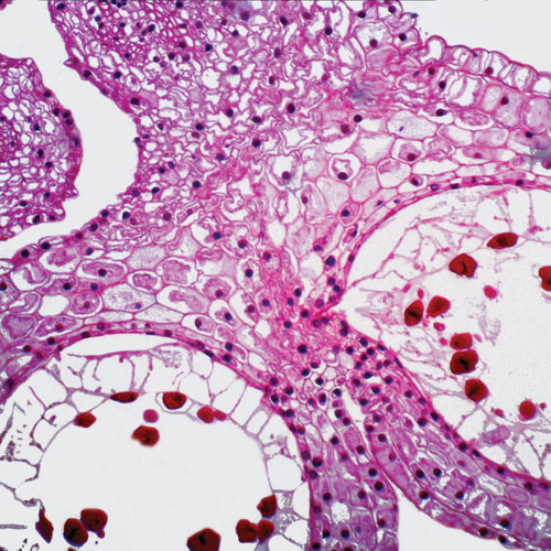 Ensemble de lames préparées représentant la méiose de Walter Products - 7 pièces