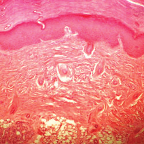 Ensemble de lames préparées pour introduction à la physiologie humaine Walter Products - 16 pièces