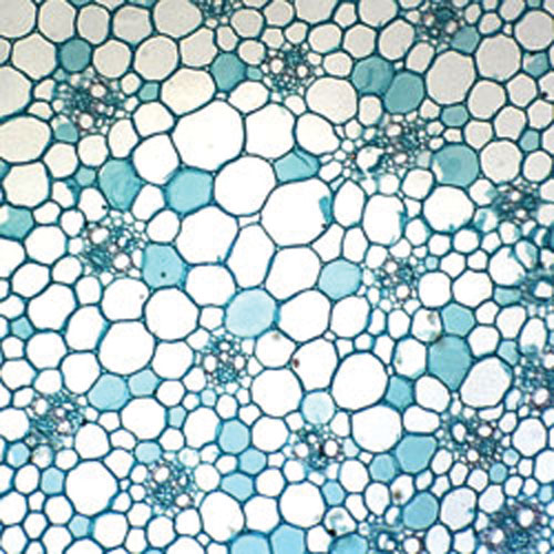 Ensemble de lames préparées pour introduction à la biologie de Walter Products - 16 pièces