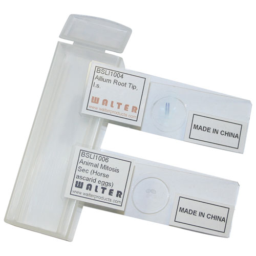 Ensemble de lames préparées représentant la mitose de Walter Products - 2 pièces