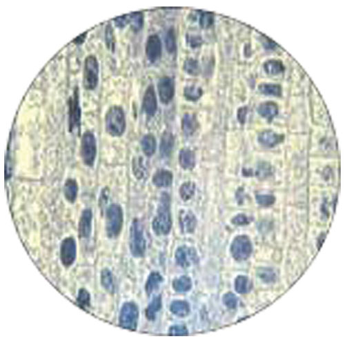 Ensemble de lames préparées représentant la mitose de Walter Products - 2 pièces