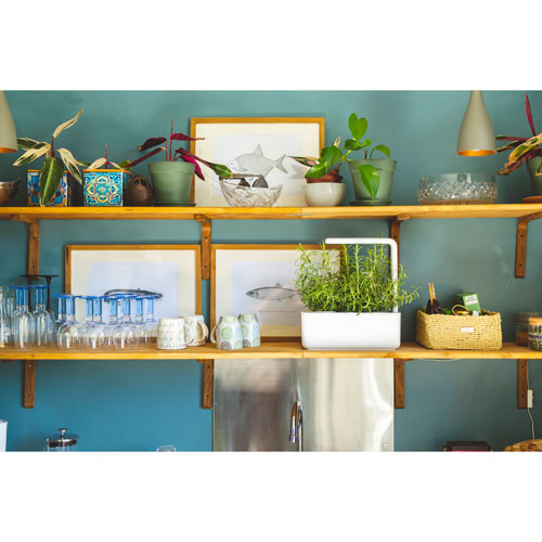 Jardin intérieur intelligent/capsule de basilic de Click & Grow - Paquet de 3 - Blanc