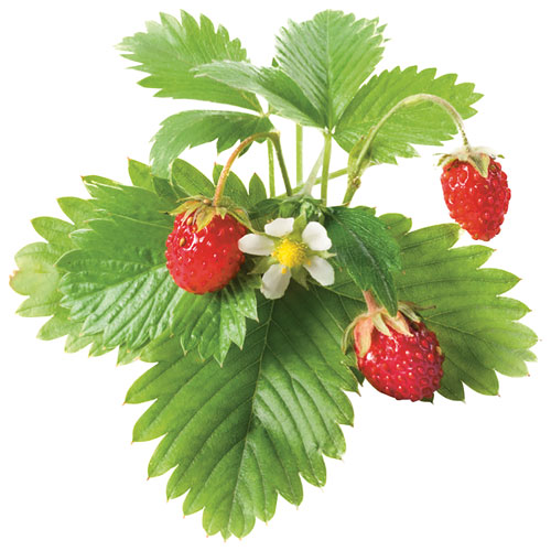 Capsule de rechange avec graines de fraises sauvages de Click & Grow - Paquet de 3