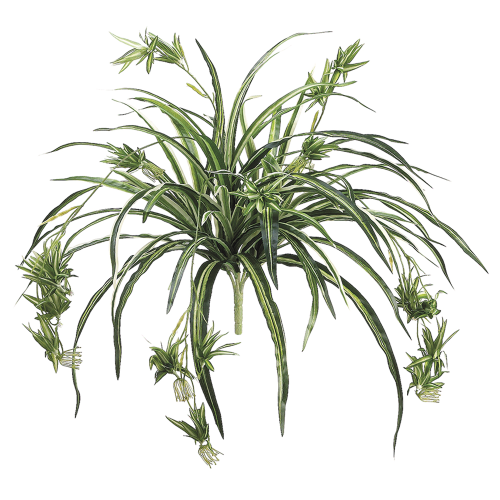34 Inch Spider Plant x80 - Green and White - Qty of 12
