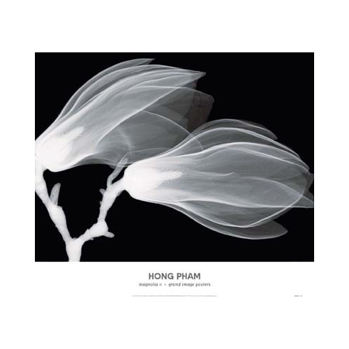 Hong Pham, Magnolia II, 21 X 24", Black & White Photography Art Prints