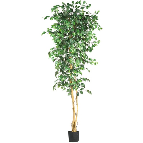 7' Ficus Silk Tree Green