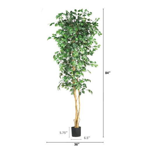 7' Ficus Silk Tree Green