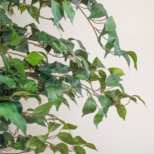7' Ficus Silk Tree Green
