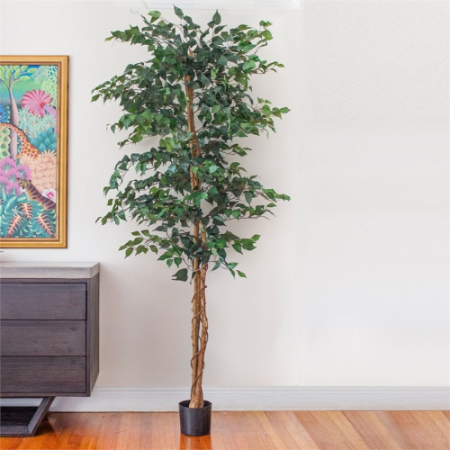 7' Ficus Silk Tree Green