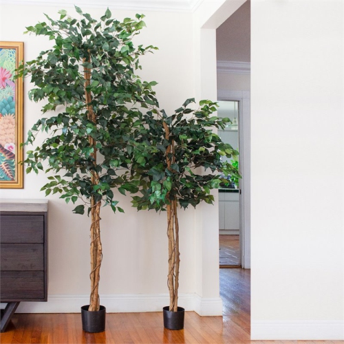7' Ficus Silk Tree Green