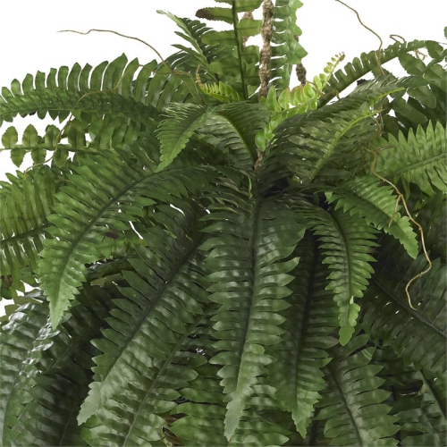 Large Boston Fern Hanging Basket