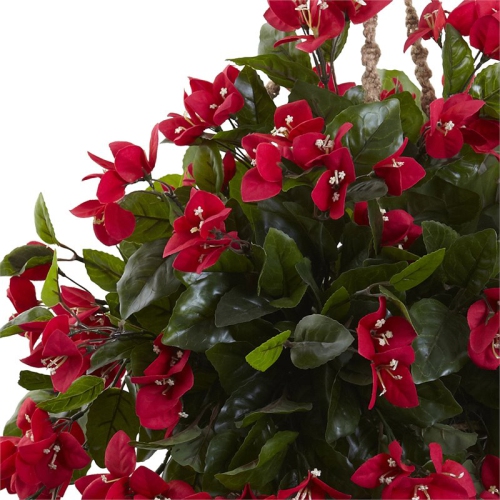 Bougainvillea Hanging Basket UV Resistant Red