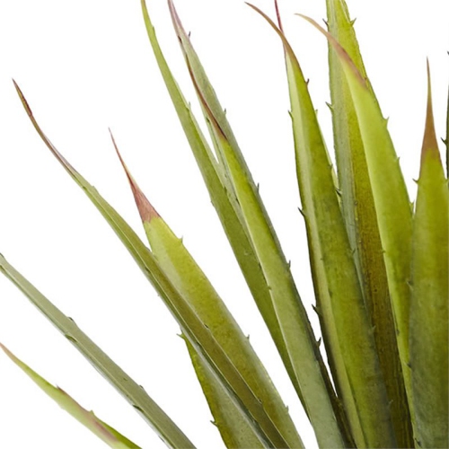 Spiky Agave Succulent Plant - Set of 2