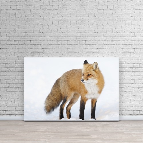 Printscapes Wall Art Canvas Print Red Fox Vulpes Vulpes Standing In The Snow In Winter By Vladislav Kamenski Online Only Printscapes Wall Art Canvas Print Red Fox Vulpes Vulpes Standing In The Snow In Winter By Vladislav Kamenski Online Only