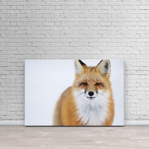 Printscapes Wall Art Canvas Print Portrait Of Red Foxchurchill Manitoba Canada By Robert Postma Wall Art Best Buy Canada Printscapes Wall Art Canvas Print Portrait Of Red Foxchurchill Manitoba Canada By Robert Postma Wall Art Best Buy Canada
