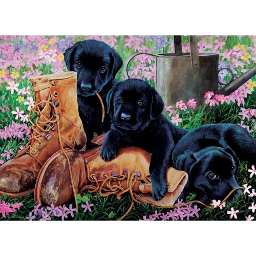 Cobble Hill - Black Lab Puppies