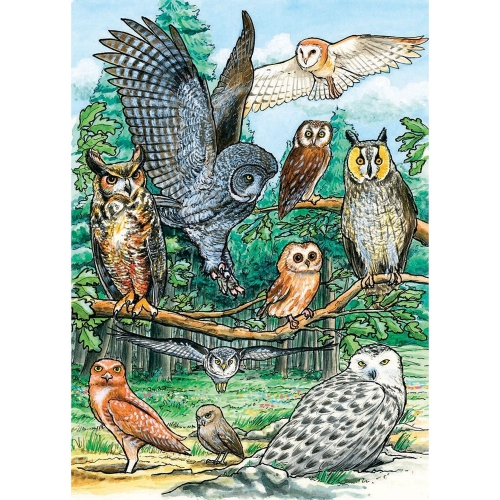 Cobble Hill - North American Owls