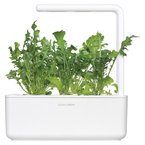 Click & Grow Arugula Capsule Refill - 3 Pack