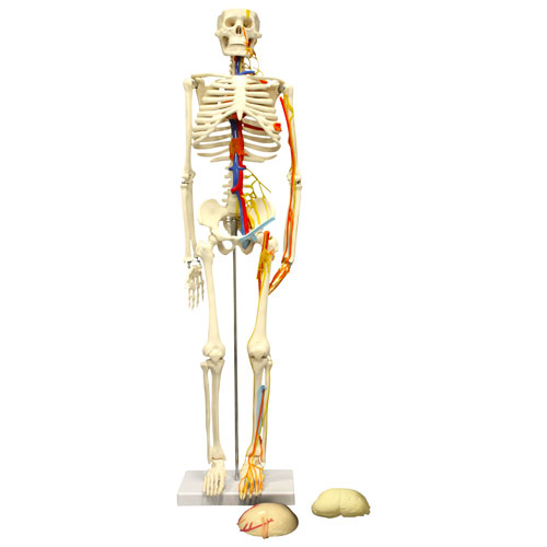 Modèle de squelette humain de 85 cm de Walter Products avec artères